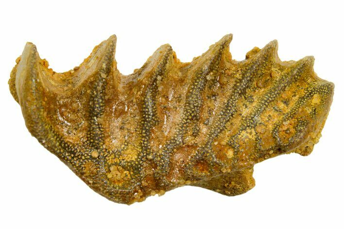 Cretaceous Lungfish (Ceratodus) Tooth Plate - Morocco #366744